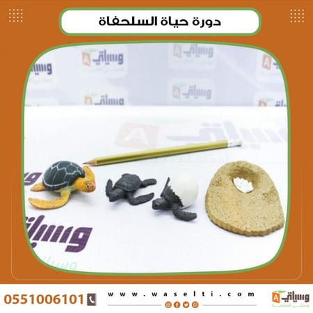 دورة حياة السلحفاة