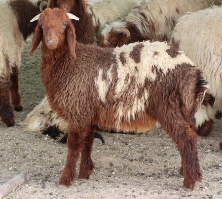 ذبيحة نعيمي هرفي صغير