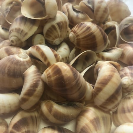 قواقع صناعيه للاعمال الفنيه