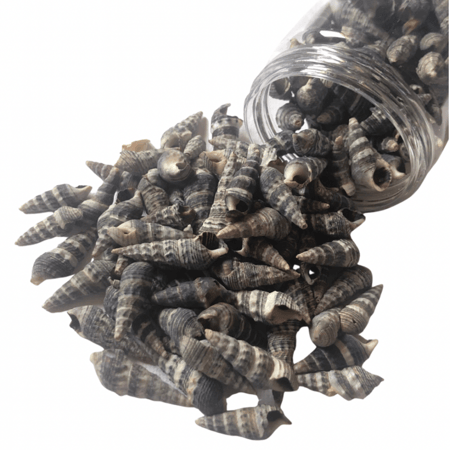 قواقع بحر صناعيه لاعمال الريزن والاعمال الفنيه