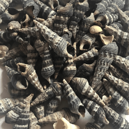 اصداف قواقع صدق ادوات ريزن ايبوكسي كوستر بحر صدف بحر قواقع بحر