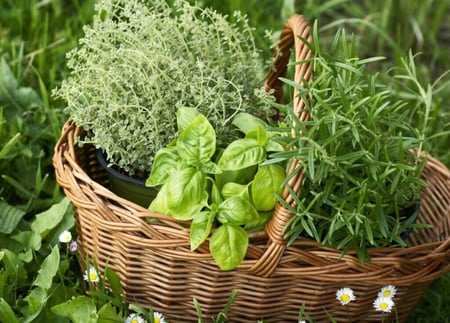 ورقيات و أعشاب دليلة