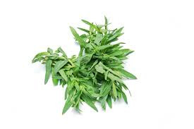 حبق عضوي