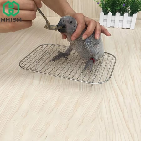 ملعقة اطعام طيور