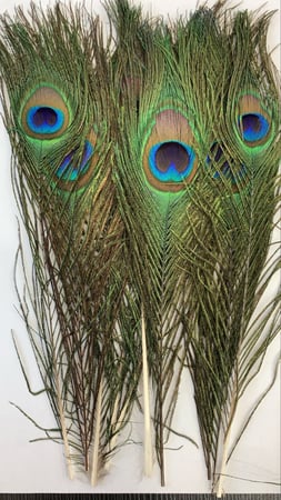 ريش طاوس العدد 10 حبه. ٢٠ سم