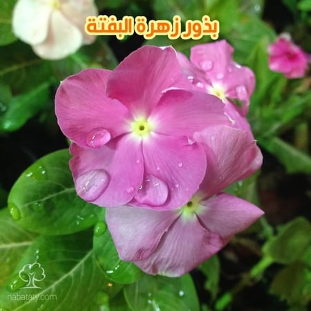 بذور البفتة