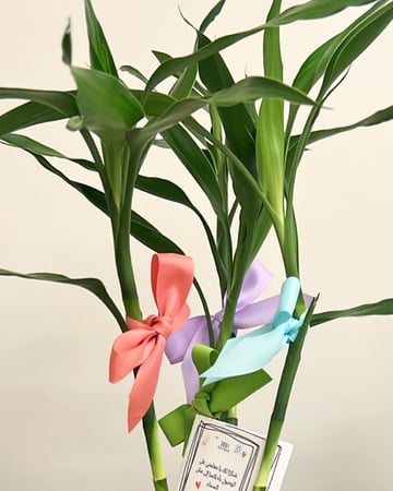 نبته البامبو مع تيوب مائي للحفاظ عليها