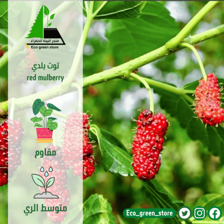 بكج الأشجار المثمرة