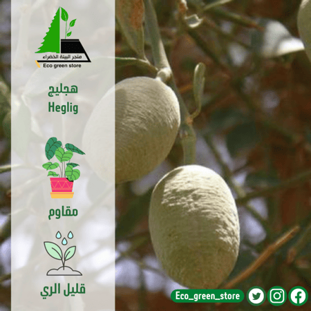 هجليج