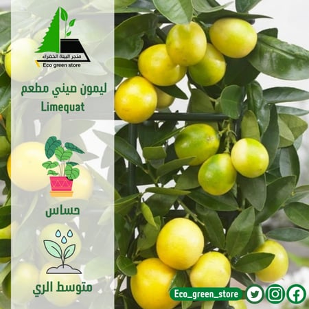 ليمون صيني مطعم