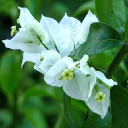 بكج الجهنميات - 6 أنواع من النباتات