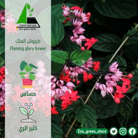 طربوش الملك