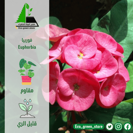 فوربيا