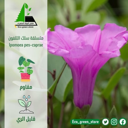 سلك تيلفون