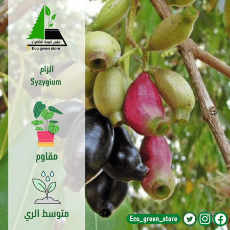 الزام