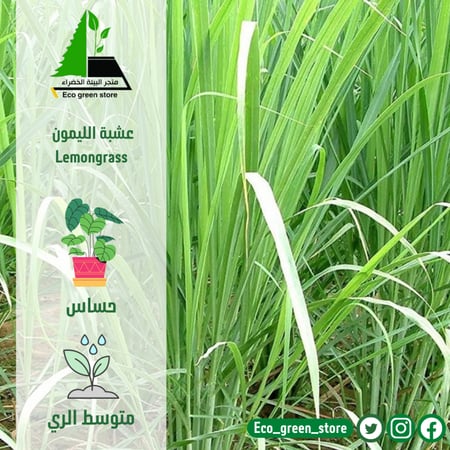 عشبة الليمون