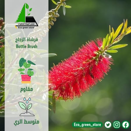 فرشاة الزجاج