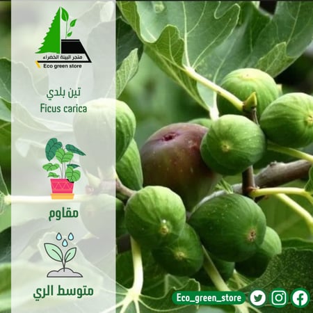 بكج الأشجار المثمرة
