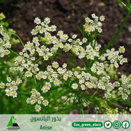 بذور اليانسون