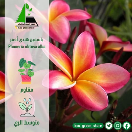 بلوميرا ياسمين هندي أحمر