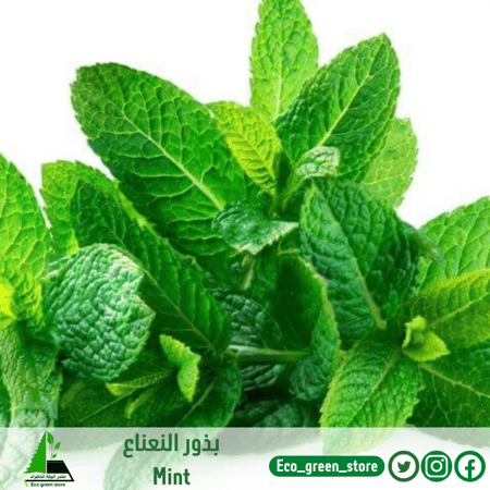 بذور النعناع