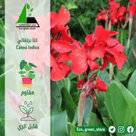 كنا برتقالي