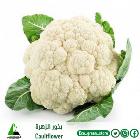 بذور الزهرة