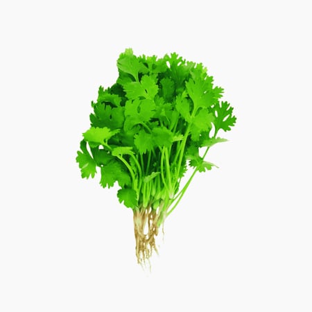 صحن كزبرة عضوي