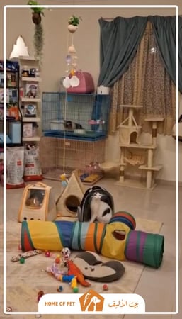 فندقة قطط بجدة