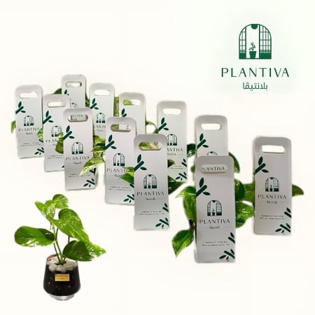 توزيعات بلانتيفا نبتة بوتس مركن زجاجي