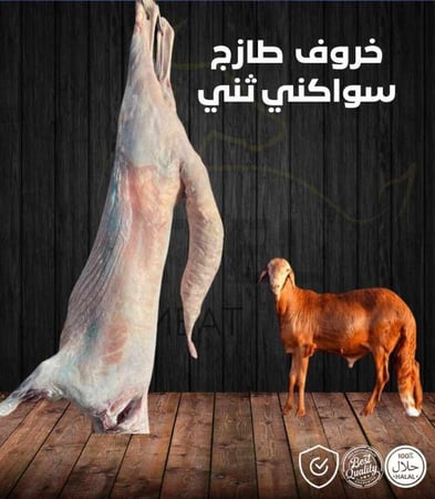 خروف  طازج سواكني ثني