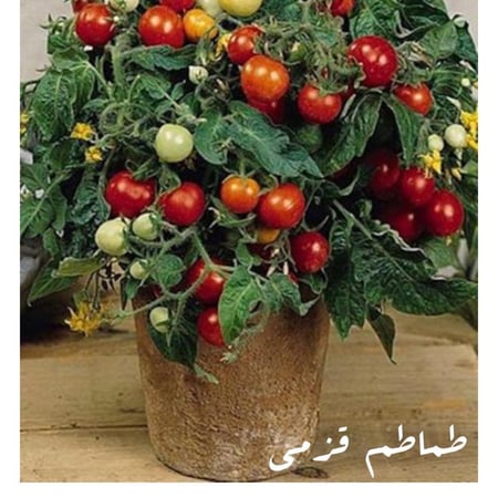 طماطم قزمى كميه قليله F1
