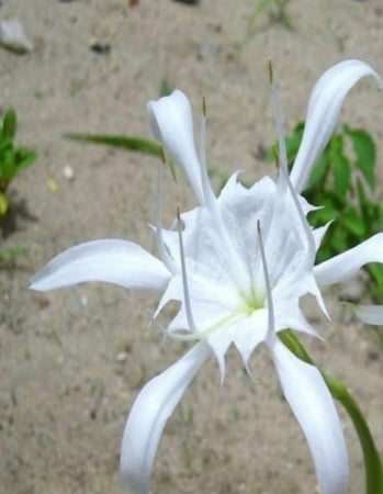 زهرة النرجس - أدوات الحديقة