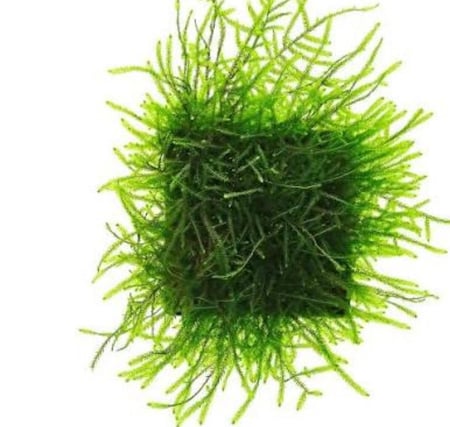 🌿 نبات الجافا موس (Java Moss)