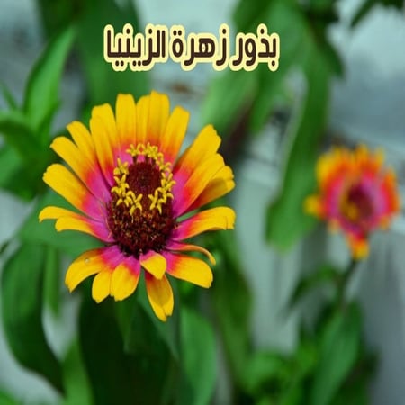 بذور الزينيا