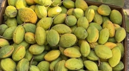 لوز بجلي اصفر فاخر  ( ١٢-١٣) اغسطس