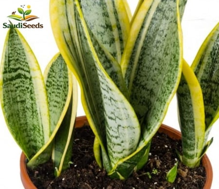 نبتة سانسفيريا سوبربا 40 سم Sansevieria Superba