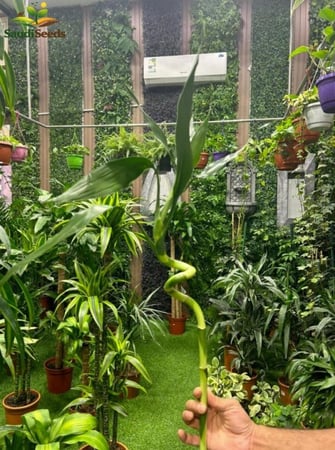 بامبو ماليزي ملولو 50 سم أوراق كبيرة Lucky Bamboo Malaysian