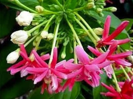 ياسمين أحمر متسلق Quisqualis indica