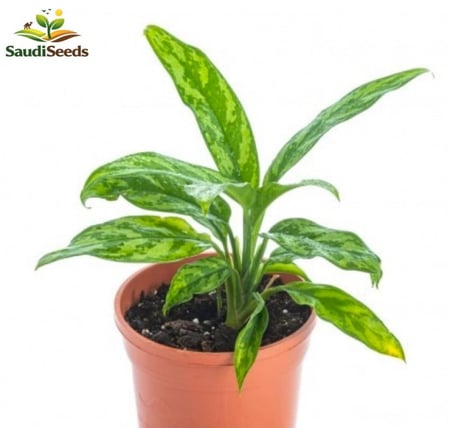 نبتة أجلونيما ماريا الأخضر Aglaonema Maria