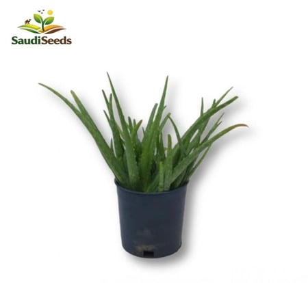 صبار الألوفيرا الصغير Aloe Vera