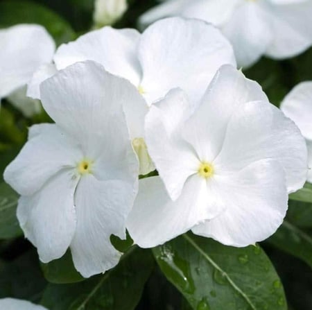 نبات بفتة بلدي أبيض صغير Vinca Rosea