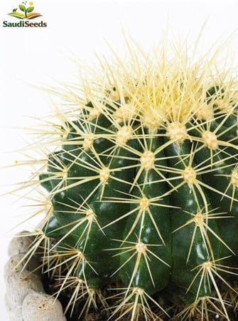 صبار زهرة مكتبي صغير 10 سم Echinocactus Grusonii