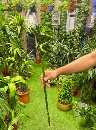 بامبو تايلندي 45 سم ملولو Lucky Bamboo