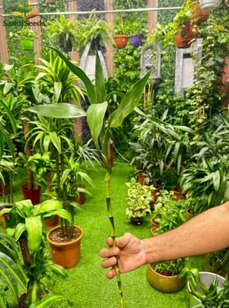 بامبو بلدي عادي 25 سم Lucky Bamboo