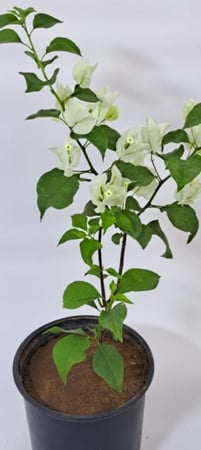 نبات جهنمية صغيرة Bougainvillea