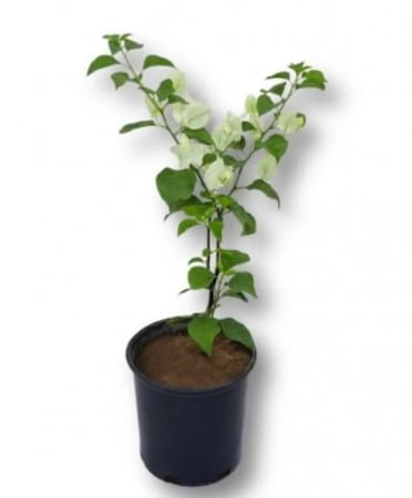 نبات جهنمية صغيرة Bougainvillea
