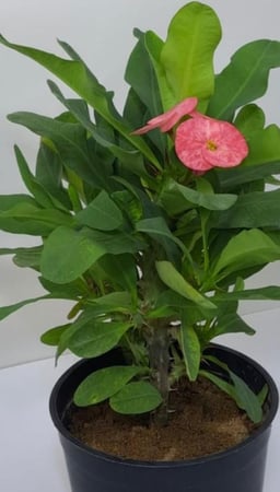 نبات صبار فوربيا تاج الشوك Euphorbia milii