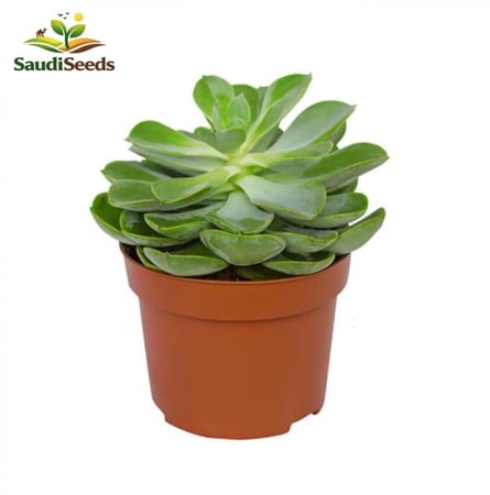 صبار الإيشيفيريا Echeveria Succulent