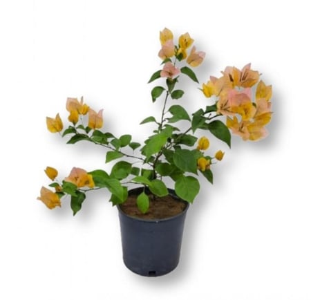 نبات جهنمية صغيرة Bougainvillea